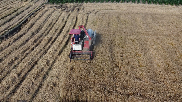 红塔镇五将村：小麦收割忙 产业发展旺