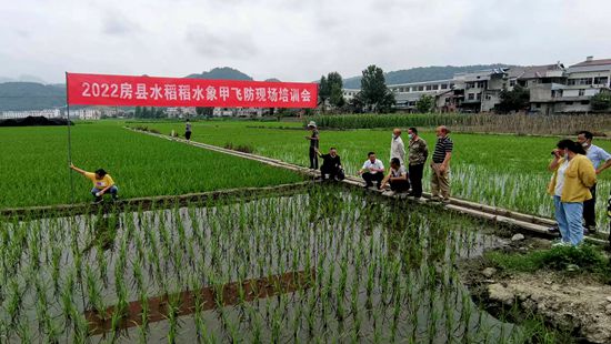 房县举办水稻稻水象甲飞防现场会