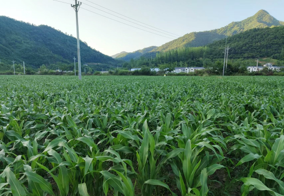 中坝乡：高粱长势喜人 农民丰收在望