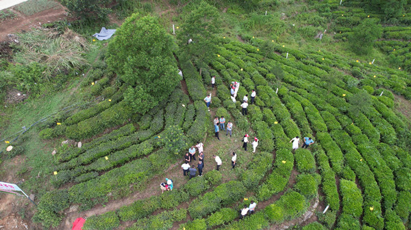 房县门古寺镇以标准机械化助推茶产业提质增效
