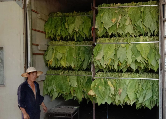 土城镇:烟叶铺满致富路、乡村振兴加足油