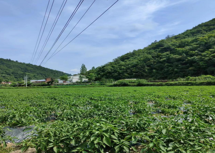 白鹤镇：产业振兴有创新 辣椒丰收欣农人