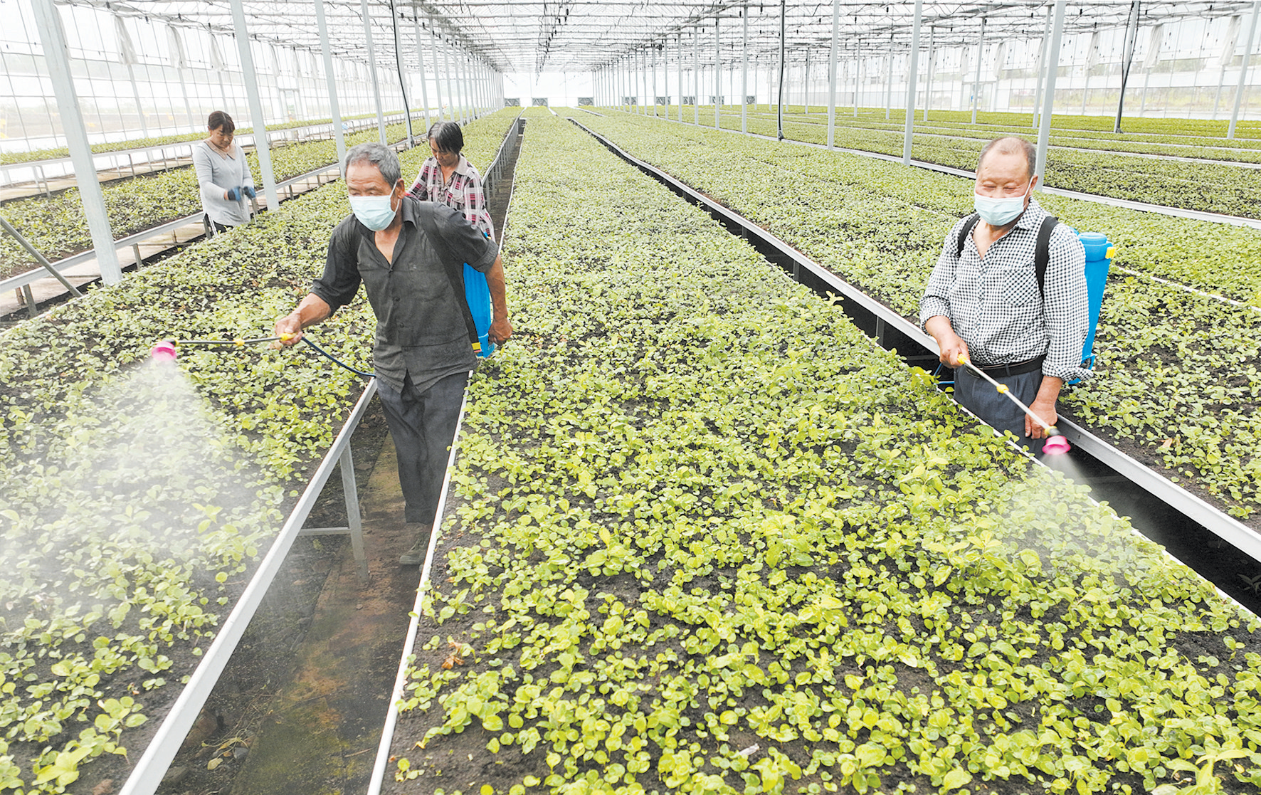 房县门古寺镇：加强田间管理 育好药材种苗