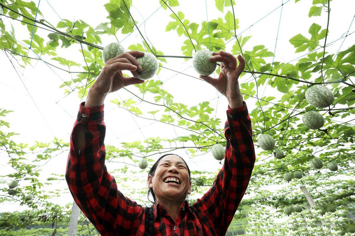 房县中药材带动10万村民增收致富