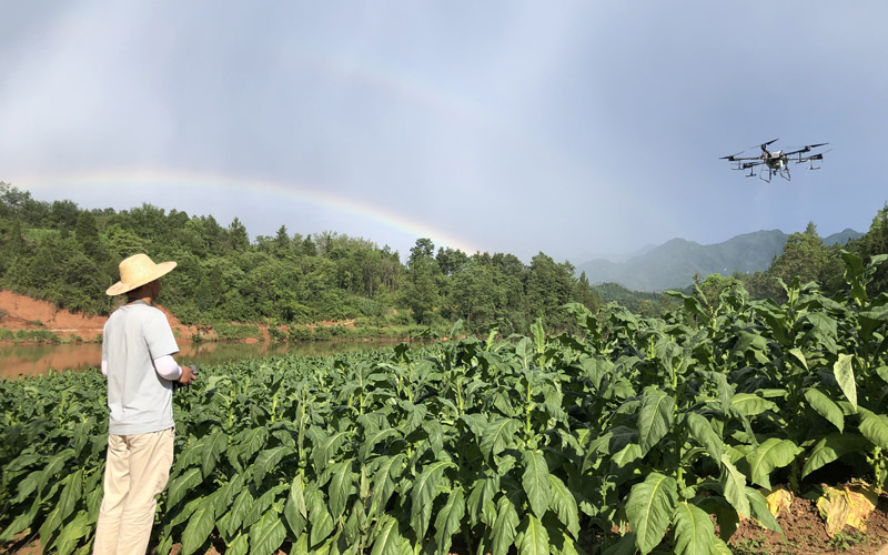 湖北房县：飞防进烟田 实事铸初心
