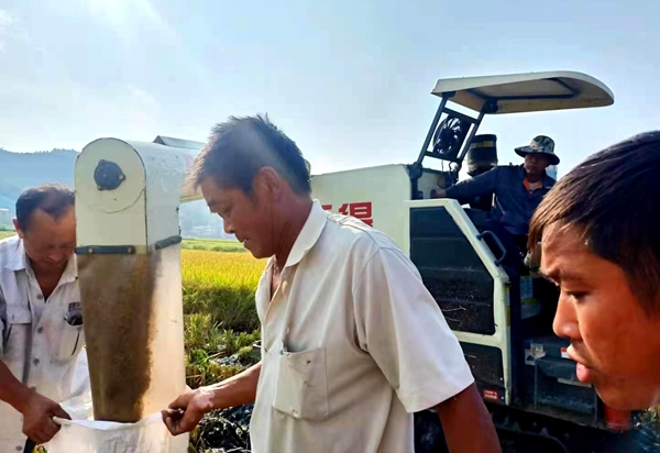 白鸡村:水稻丰收忙