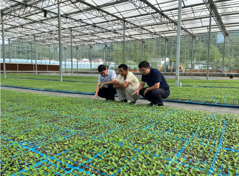 化龙堰镇：上湾村秋冬季辣椒苗长势喜人