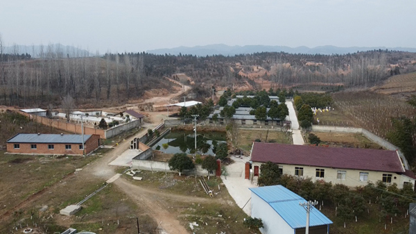 军店镇：发展生态黑猪养殖 拓宽绿色经济致富路