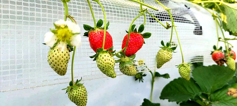 窑淮镇：草莓种植结硕果，农旅融合迎客来