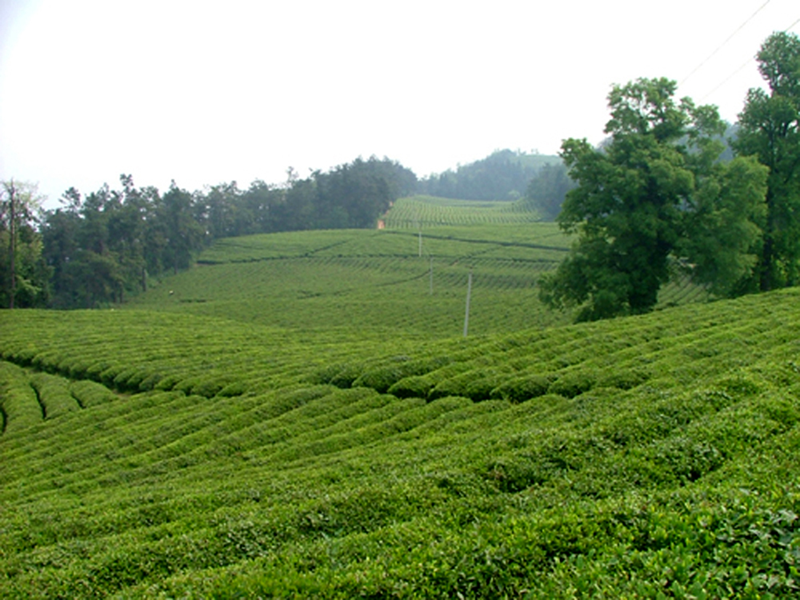 姚坪乡虎尾沟村茶厂“金叶子”铺就“致富路”茶产业赋能乡村振兴