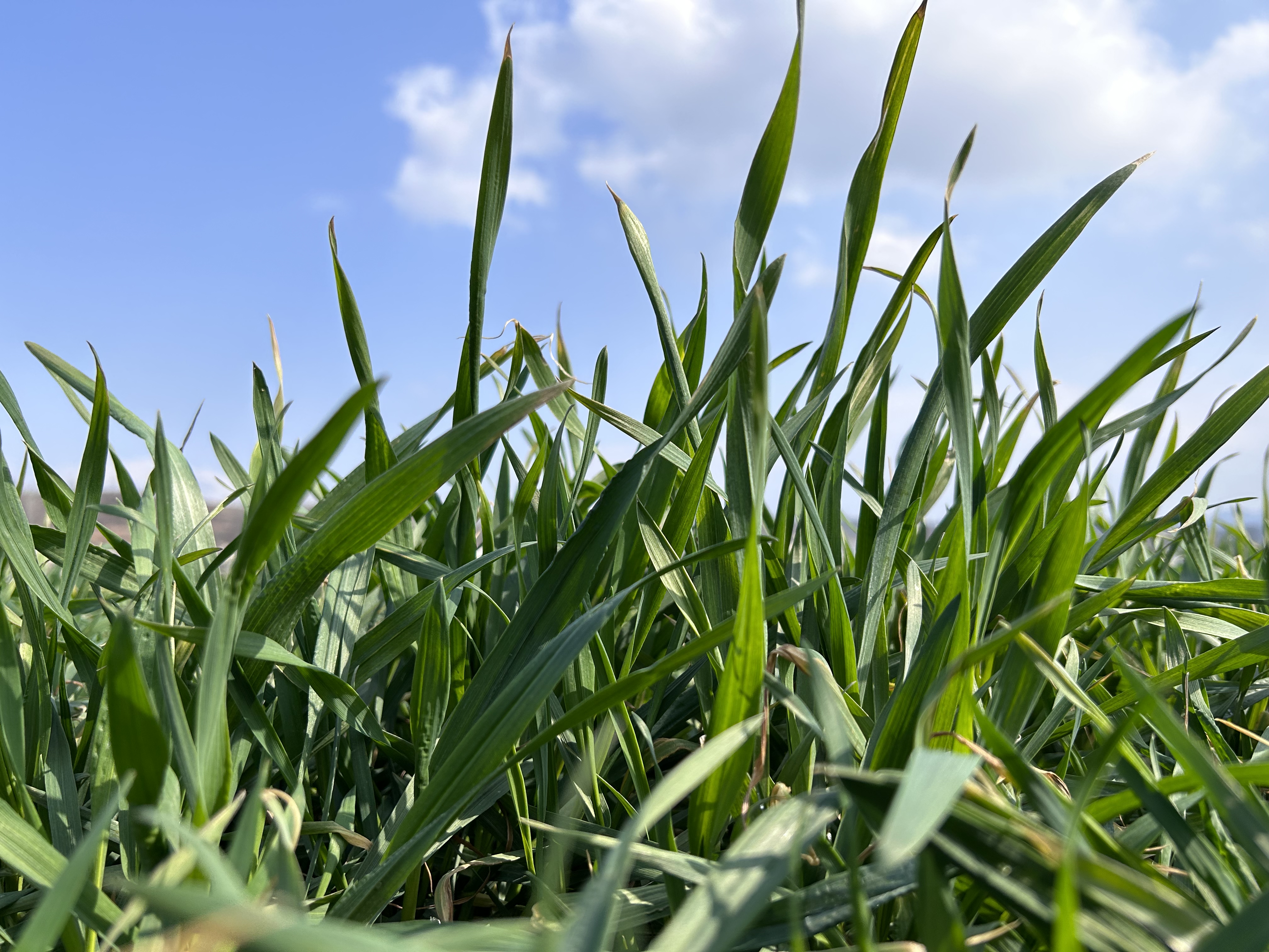 军店镇中村：600亩冬小麦返青良好  整体长势喜人