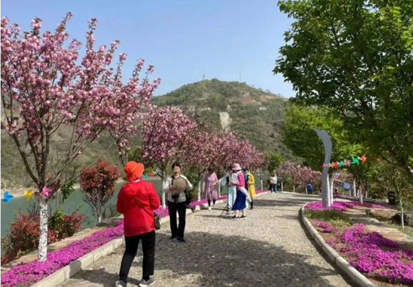 姚坪樱花岛：盛开“文明花”