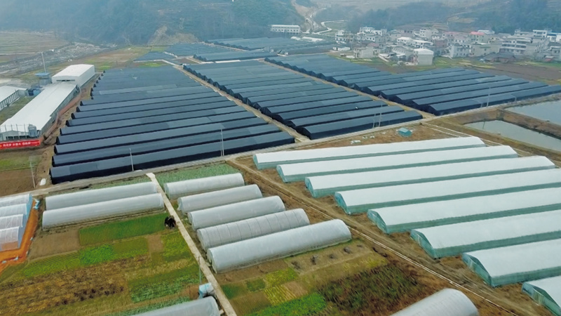 白鹤镇：大棚“空档期”种植羊肚菌  助力实现钱粮“双增收”