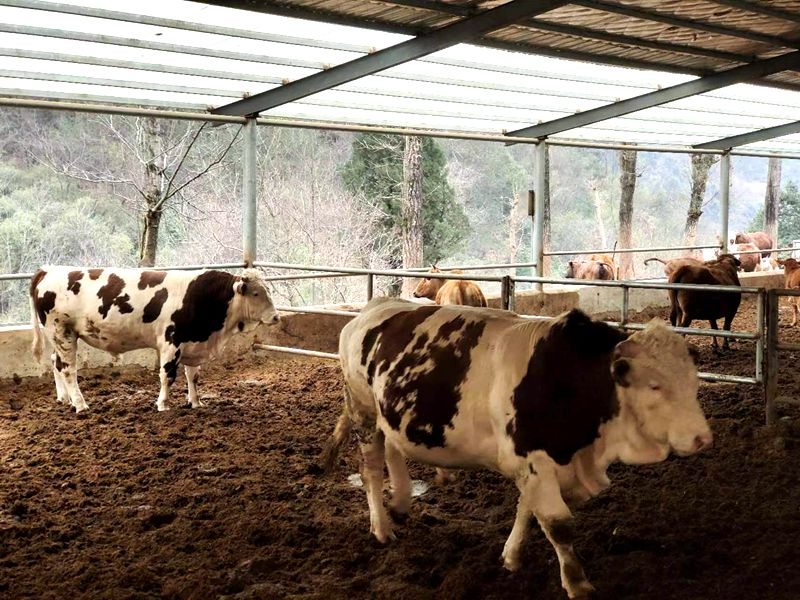 延伸种养殖链条 绘就乡村振兴新画卷