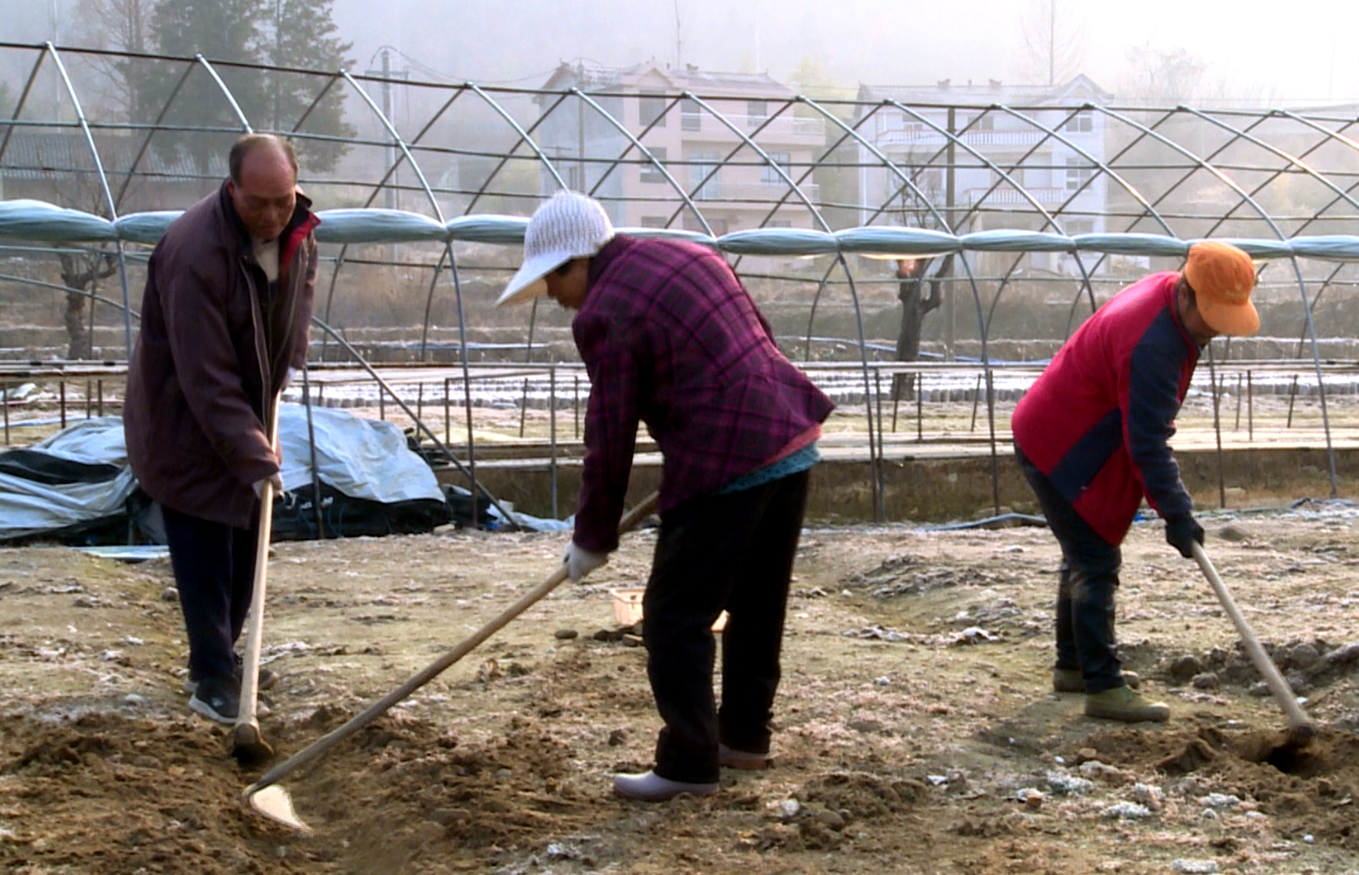土城镇：抢抓农时好春光 春耕备耕产业忙