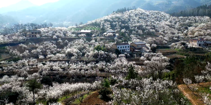 城关镇八里村：万亩樱桃花开俏争春