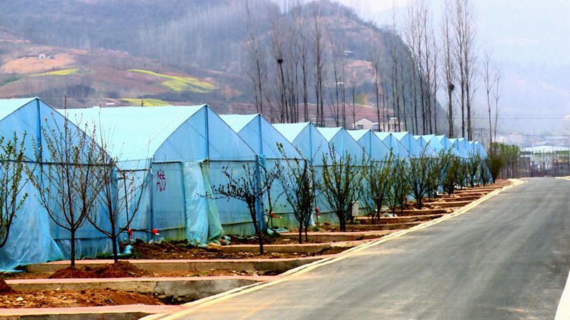 白鹤镇赤岩村：蔬菜大棚种出增收好“钱”景