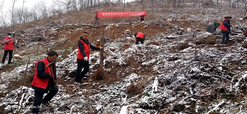 西蒿漆林场：春天植树忙