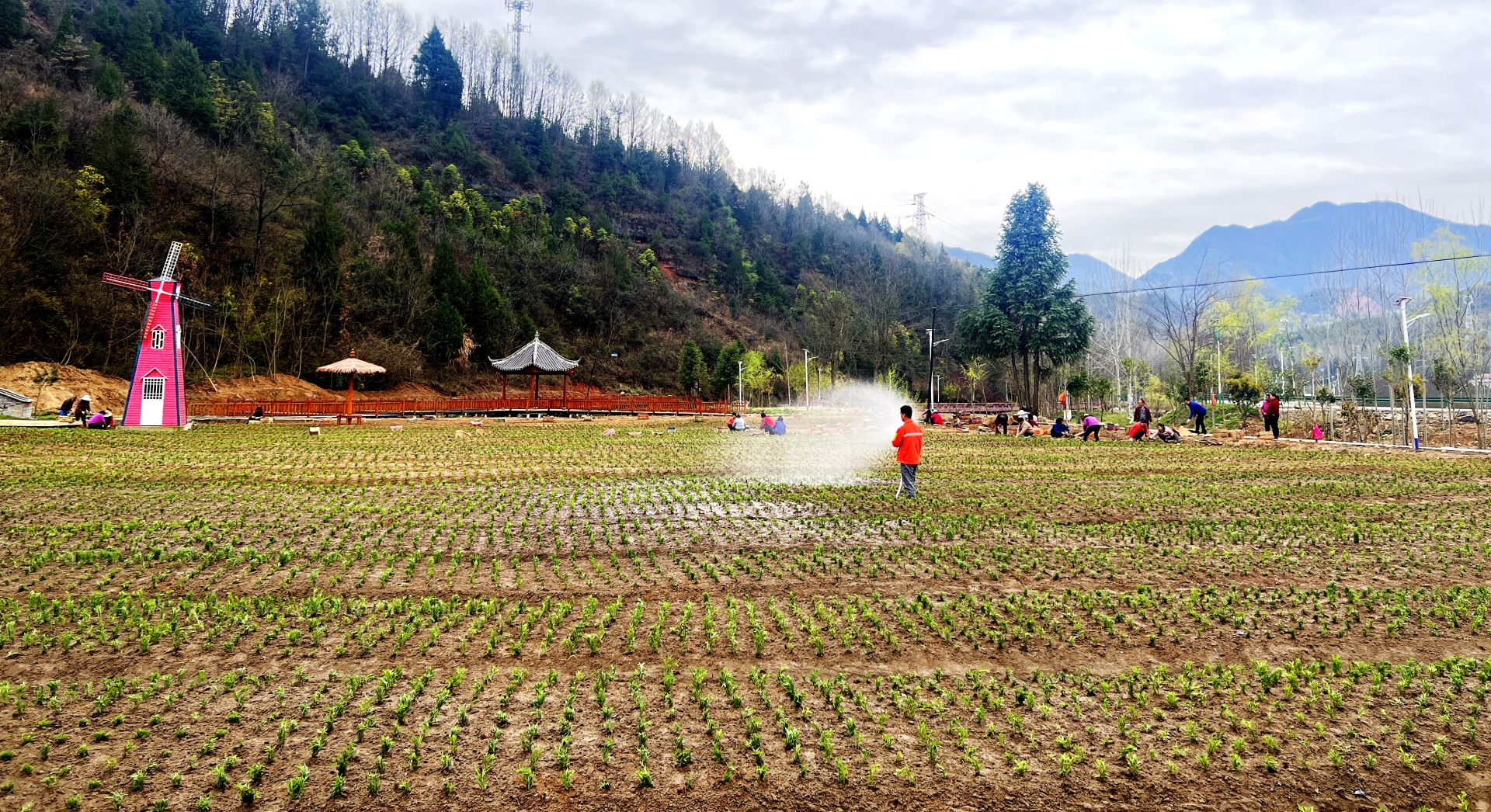 化龙堰镇：村民造花海 闲田变景区