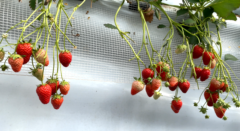【能力作风建设系列报道】陈家铺村的“五彩画卷”