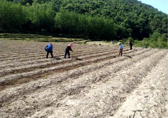 县生物医药产业发展中心：三举措助力播种中药材16000亩