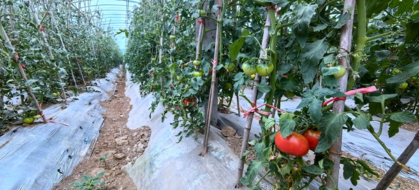 旺民兴村 县政协驻村工作队的“汤峪路径”