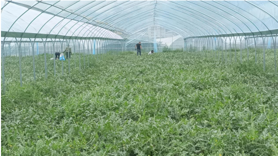 房县白鹤镇：西瓜丰收铺就“甜蜜”致富路