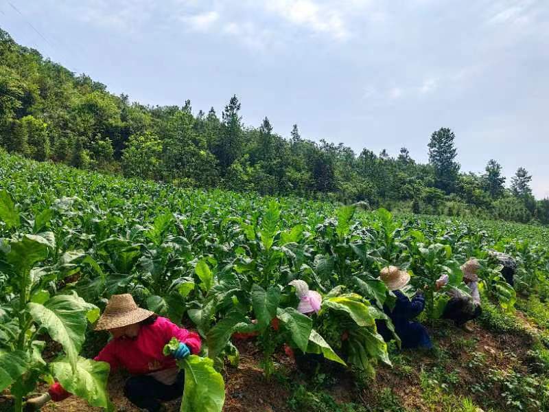土城镇：烟叶丰收赶“烤”忙
