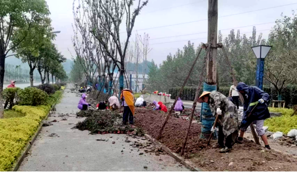 县住建局：借雨保墒 冒雨作业 营造节日氛围再加速