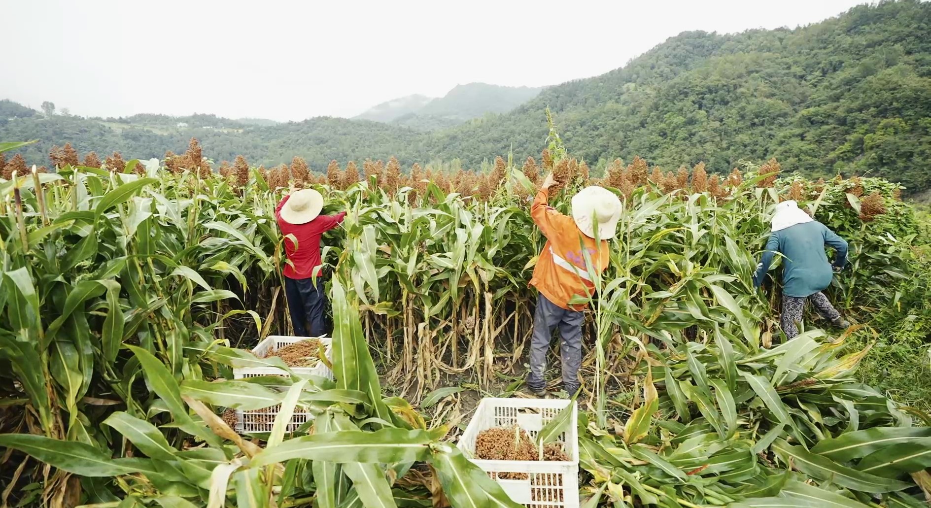 中坝的高粱红透啦！