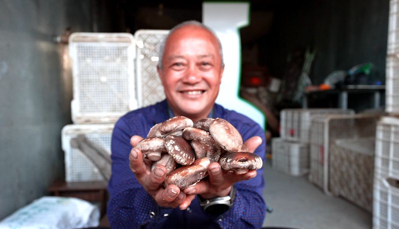 沙河乡： 冬菇采收忙 焕发新“蘑”力