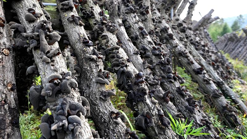 房县黑木耳栽培系统成功入选 湖北省农业文化遗产资源目录和典型案例名单