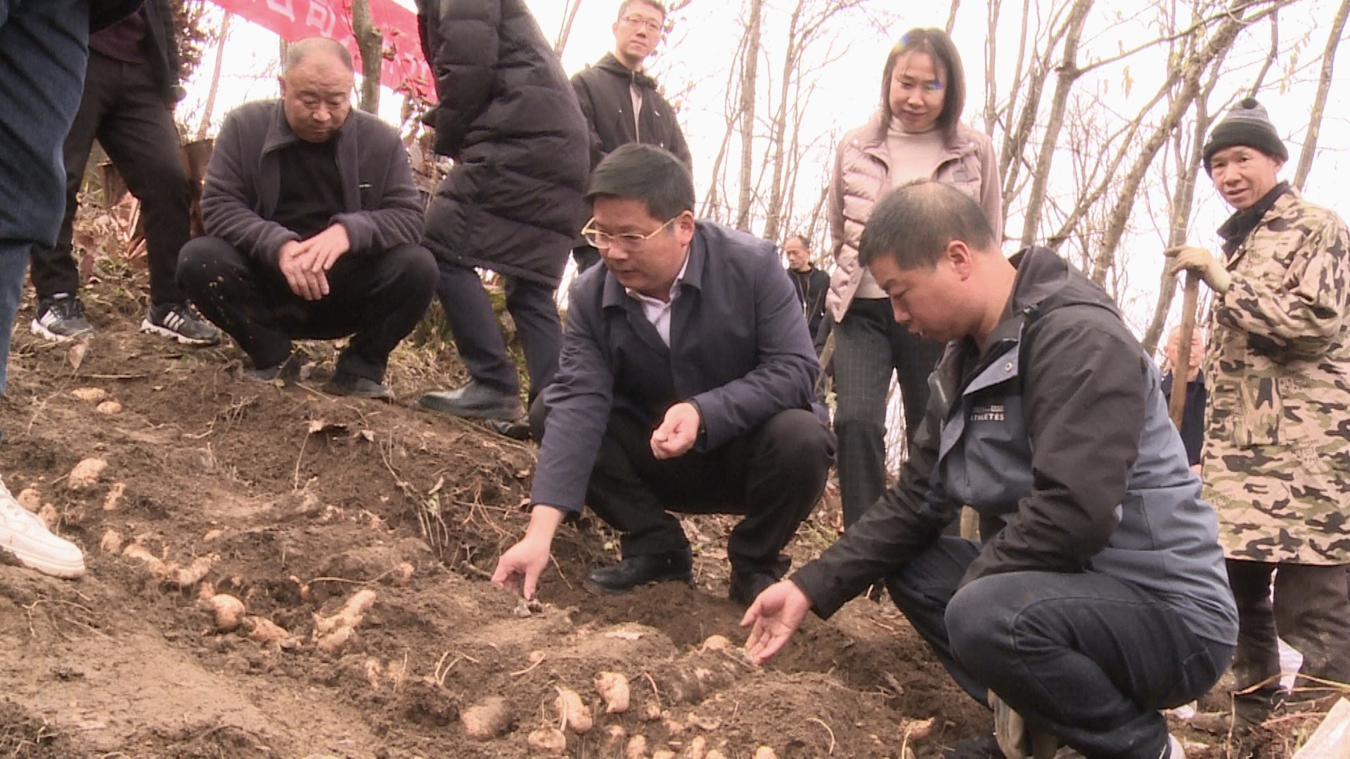 房县开展林下天麻现场采挖活动