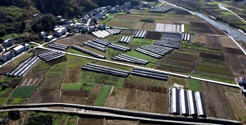 《记者走基层》 门古寺镇秦口村： 发展羊肚菌  产业助振兴