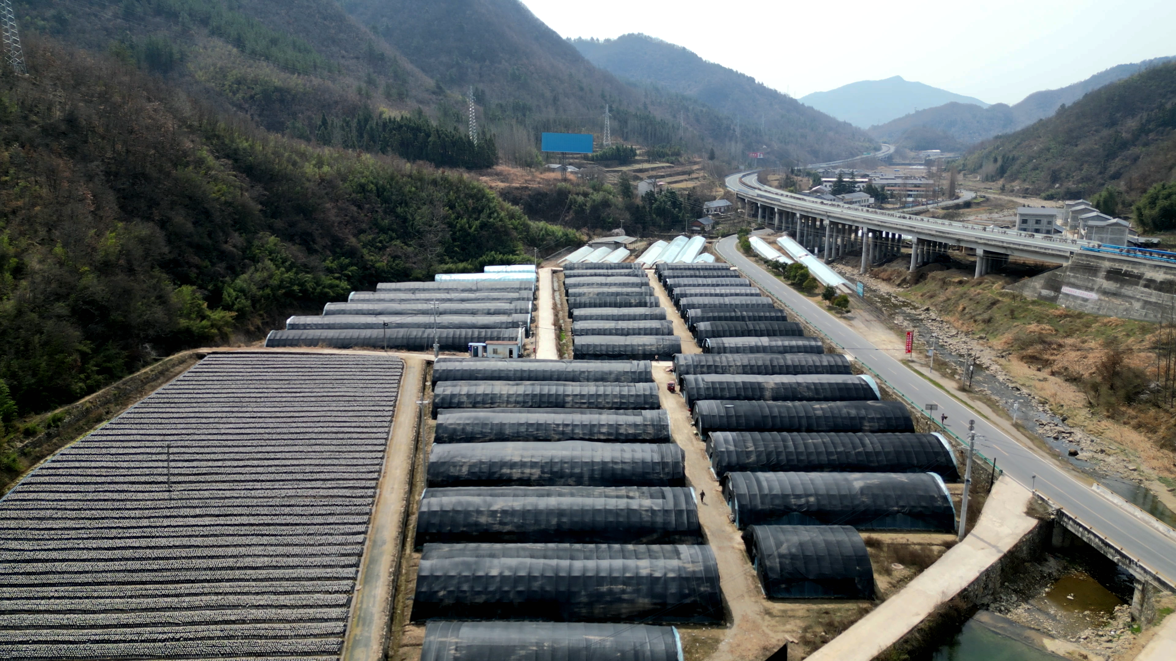 土城镇：小木耳撑起乡村振兴大产业