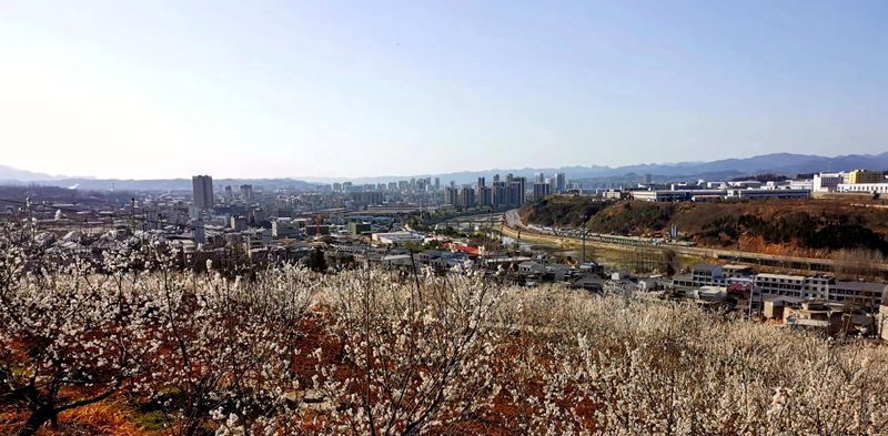 城关镇八里村：樱桃花海绘春色