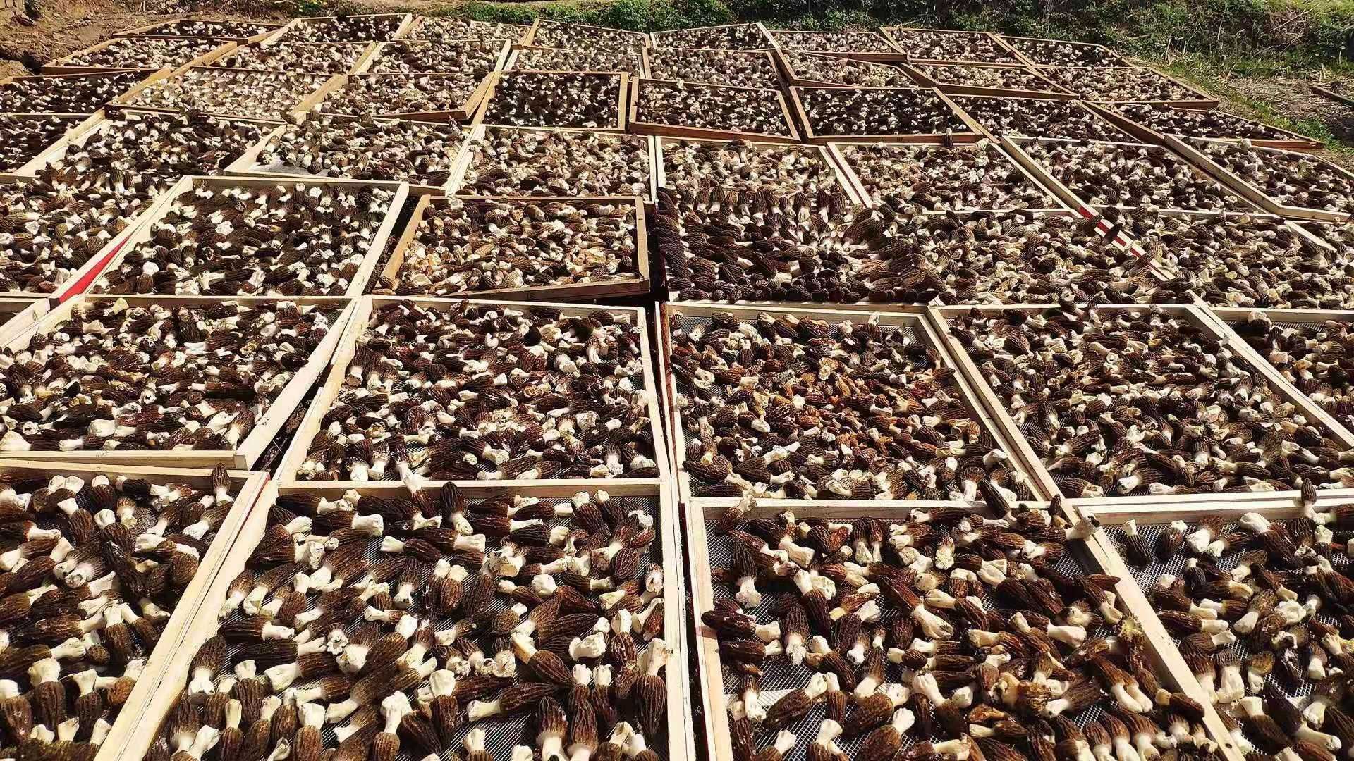 GDP增长9.4%！房县实现一季度“开门红”