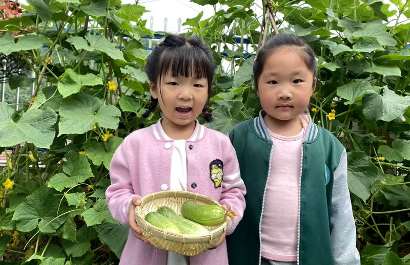 门古寺镇中心幼儿园：走进共享菜园  体验劳动之乐