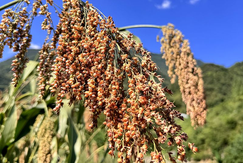 《记者走基层》九道乡：高粱挂田头  增收有奔头