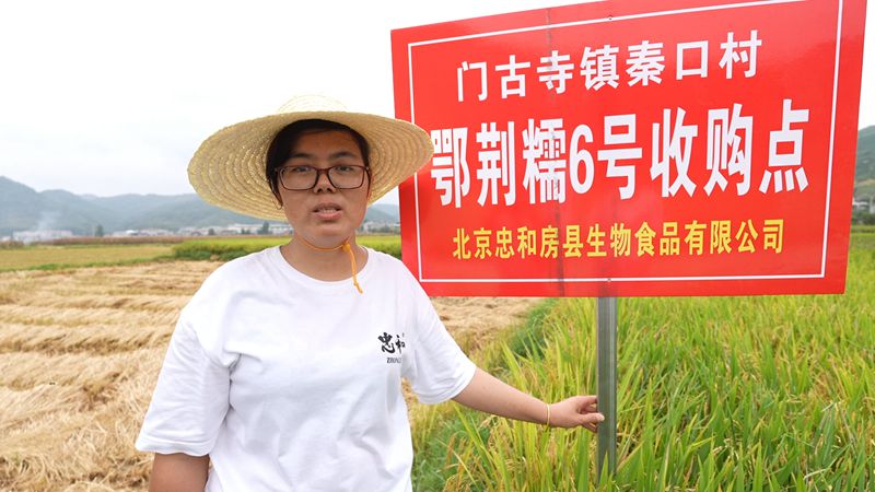 《记者走基层》  秦口村: 喜迎丰收季 水稻收获忙