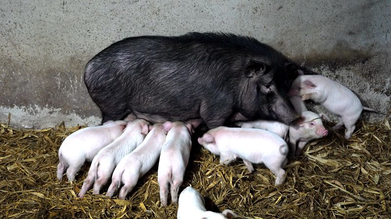 《山城房县年味浓》郭传兴：杀年猪 迎新春