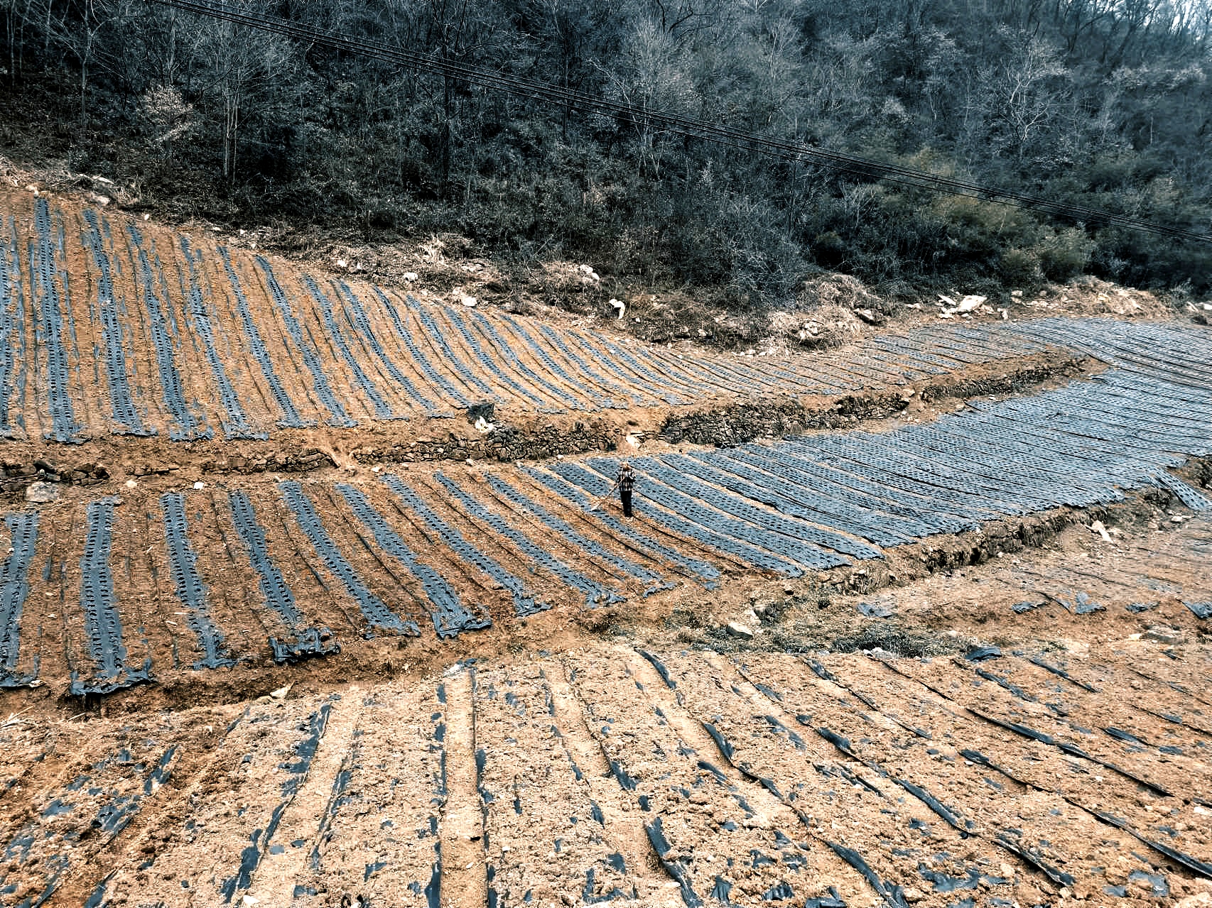 五台的黄精：振兴乡村致富农民
