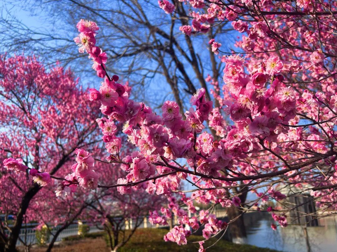 房县：万物随春醒 “梅”好皆可期