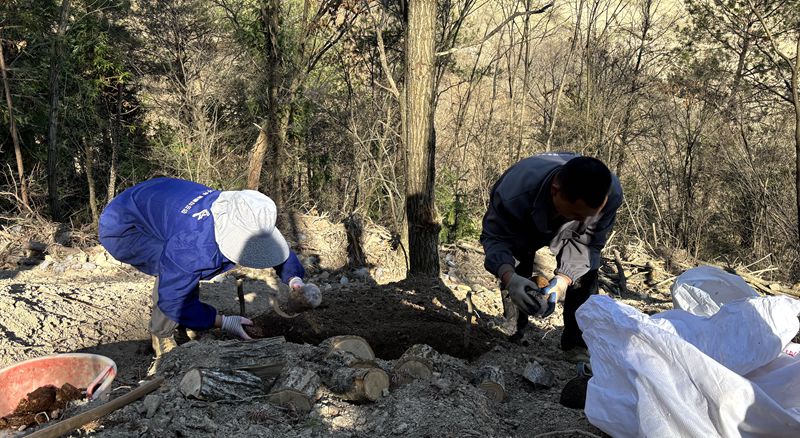 九道乡咸池沟村：发展天麻  种下希望