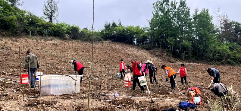 安羊沟村：抢抓黄金期 银杏种植忙
