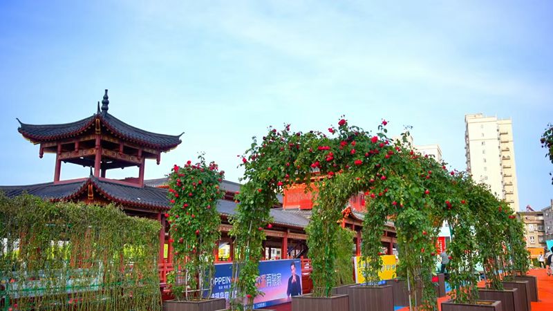 万株月季扮靓城市 千年诗城“增花添彩”
