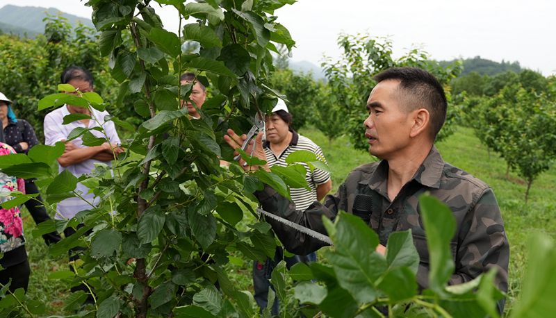 《记者走基层》城关镇八里村：樱桃园里“充电忙”