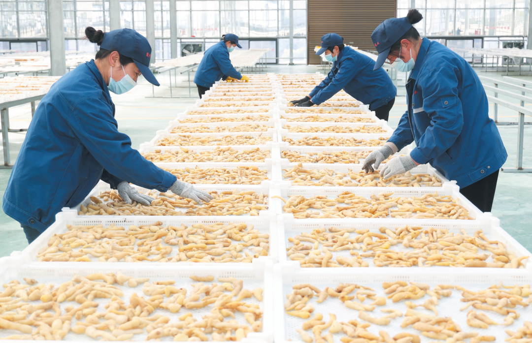 房县持续做大做强黄精优势产业