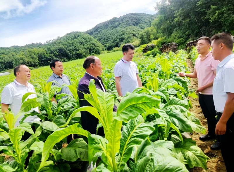 青峰镇：烟叶长势喜人 烟民丰收在望