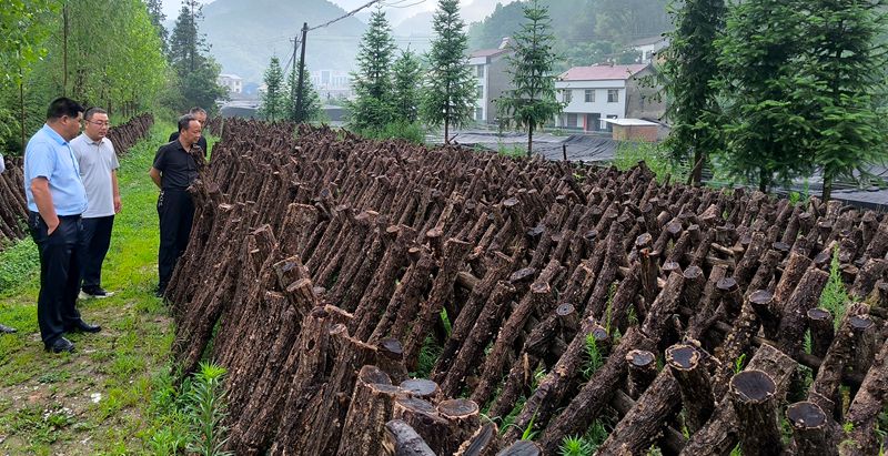 我县段木黑木耳新品种选育工作初见成效